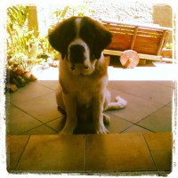 /album/mundo-mascota/bruno-jpg/