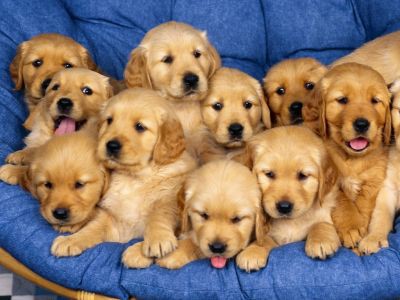 perros Golden retriever
