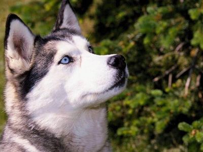 perro Husky siberiano